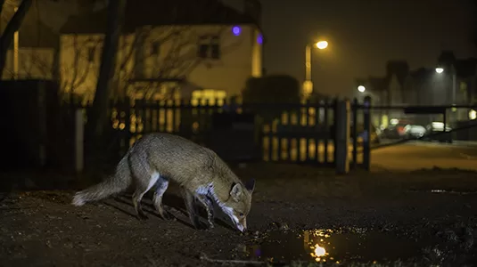 Tamlite Dark Sky fox in urban setting