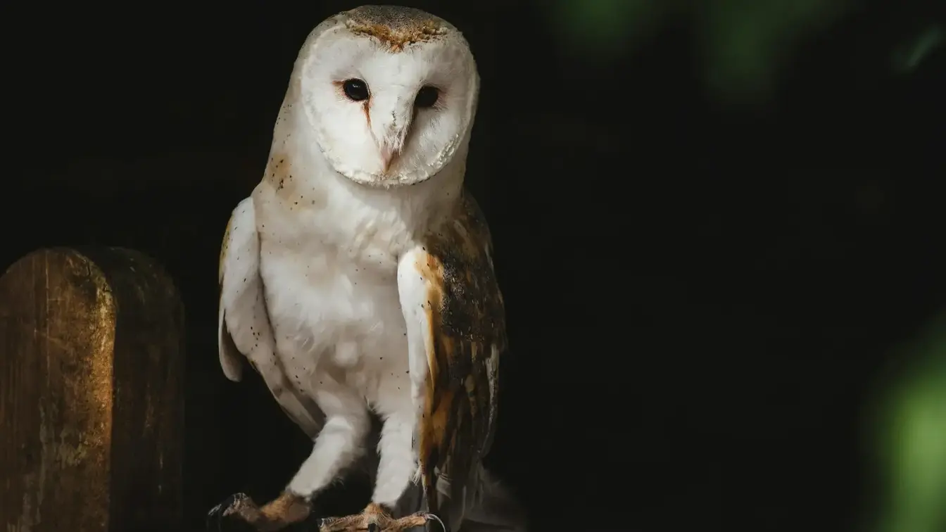 Biodiversity and Lighting